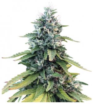 gorilla.jpg gorilla.jpg