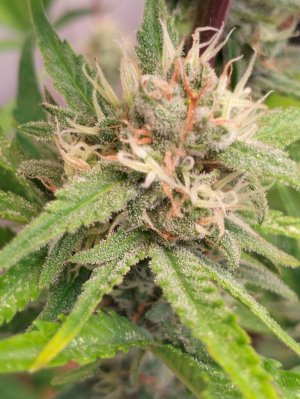 image-2023-07-24 01_43_04.jpg