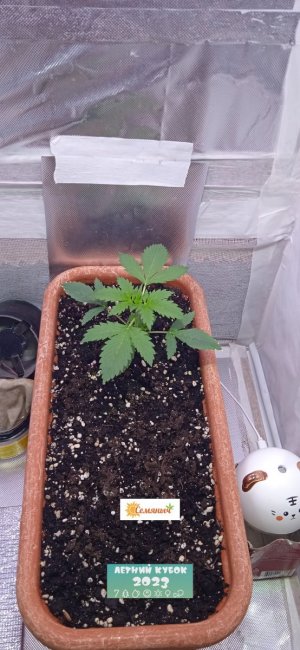 14дн_лст (1).jpg