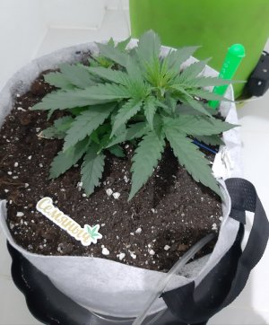 20230808_192342.jpg 20230808_192342.jpg