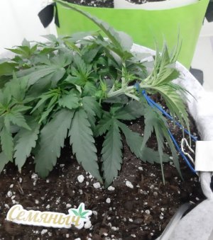 20230809_172125.jpg 20230809_172125.jpg