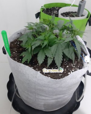 20230809_174037.jpg 20230809_174037.jpg