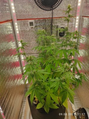 IMG_20230809_211137.jpg IMG_20230809_211137.jpg