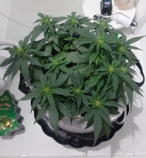 20230812_112317.jpg 20230812_112317.jpg