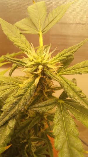 20230812_075730.jpg 20230812_075730.jpg