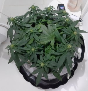 20230812_201146.jpg 20230812_201146.jpg