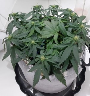 20230812_201059.jpg 20230812_201059.jpg