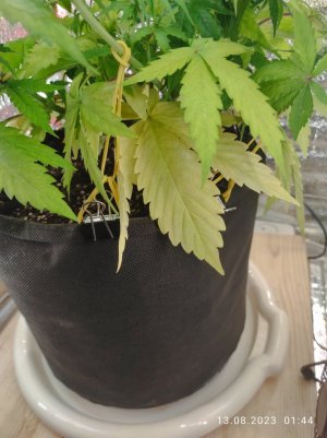 IMG_20230813_014441.jpg IMG_20230813_014441.jpg