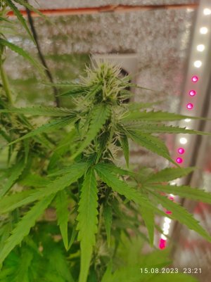 IMG_20230815_232111.jpg IMG_20230815_232111.jpg