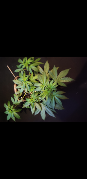 S30822-195211.png S30822-195211.png