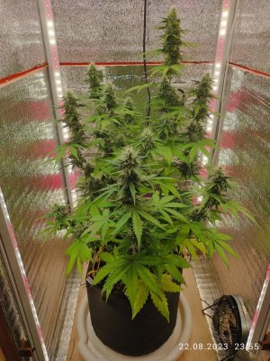 IMG_20230822_235552.jpg IMG_20230822_235552.jpg