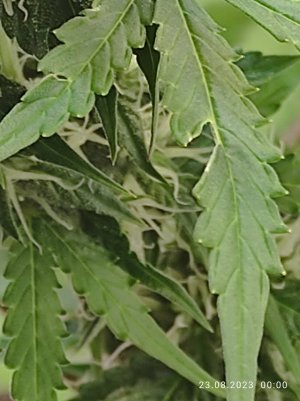 IMG_20230823_000016.jpg IMG_20230823_000016.jpg