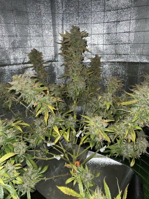 260E2246-FCF3-46A1-8E76-6BB760850FDD.jpeg 260E2246-FCF3-46A1-8E76-6BB760850FDD.jpeg