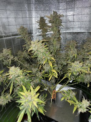 697467AD-EEA8-4184-ADCB-CEE7532E44B0.jpeg 697467AD-EEA8-4184-ADCB-CEE7532E44B0.jpeg