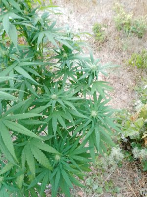 IMG_20230826_064554_355.jpg IMG_20230826_064554_355.jpg