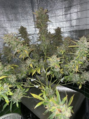 BB03A7AA-0572-43CD-8CEB-DF5334E335A7.jpeg BB03A7AA-0572-43CD-8CEB-DF5334E335A7.jpeg