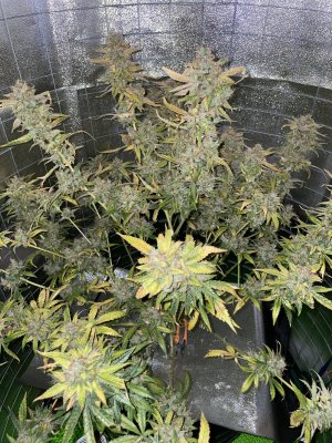 659F2C1B-F6B0-484E-B016-7B2FF255F23C.jpeg 659F2C1B-F6B0-484E-B016-7B2FF255F23C.jpeg