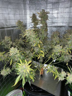 A2E3D9FB-96F0-4BD2-BDF8-391BC8AB3E4F.jpeg A2E3D9FB-96F0-4BD2-BDF8-391BC8AB3E4F.jpeg