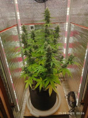 IMG_20230825_000640.jpg IMG_20230825_000640.jpg