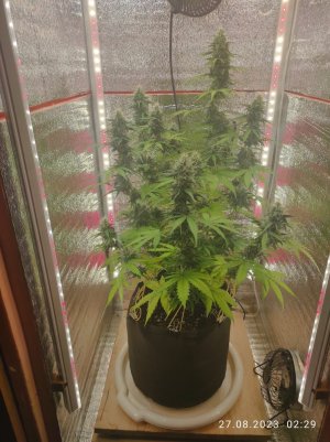 IMG_20230827_022929.jpg IMG_20230827_022929.jpg