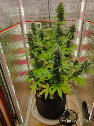 IMG_20230829_003636.jpg IMG_20230829_003636.jpg