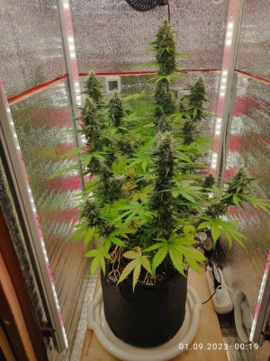 IMG_20230901_001949.jpg IMG_20230901_001949.jpg