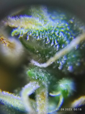 IMG_20230901_001809.jpg IMG_20230901_001809.jpg