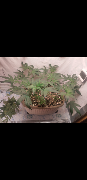 S30901-065645.png S30901-065645.png