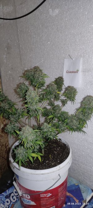 IMG_20230808_175532.jpg IMG_20230808_175532.jpg