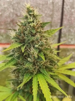 IMG_20230905_231948.jpg IMG_20230905_231948.jpg