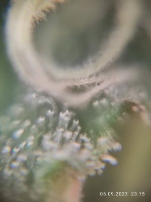 IMG_20230905_231537.jpg IMG_20230905_231537.jpg