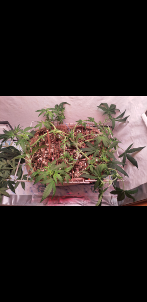 S30906-215422.png S30906-215422.png