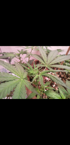 S30909-000024.png S30909-000024.png