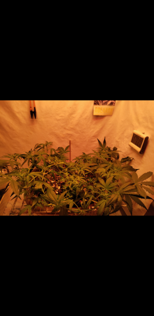 S30911-214129.png S30911-214129.png