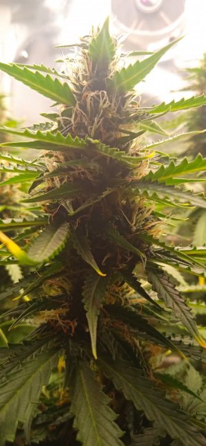 шишечка растет_57дн.jpg