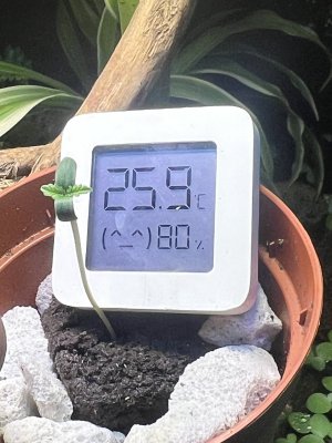 IMG_2666.jpeg IMG_2666.jpeg