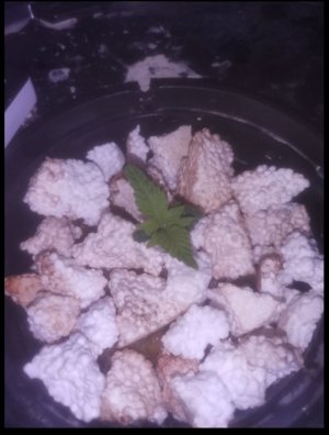 9970C11B-8128-40AF-8857-BBA0584964C7.jpeg 9970C11B-8128-40AF-8857-BBA0584964C7.jpeg