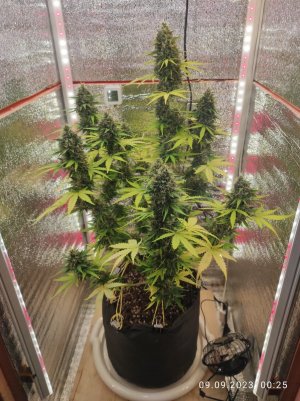 IMG_20230909_002534.jpg IMG_20230909_002534.jpg