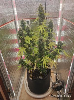 IMG_20230911_002615.jpg IMG_20230911_002615.jpg