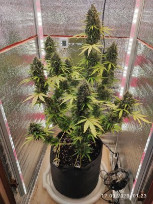 IMG_20230917_012311.jpg IMG_20230917_012311.jpg