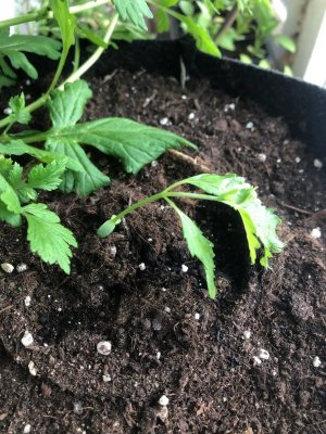 IMG_3851.jpeg IMG_3851.jpeg