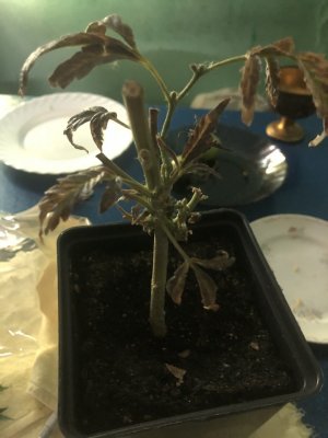 IMG_3842.jpeg IMG_3842.jpeg