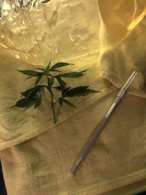 IMG_3843.jpeg IMG_3843.jpeg