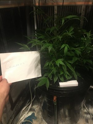 85171CEB-C9A9-4C50-8F26-490245265118.jpeg 85171CEB-C9A9-4C50-8F26-490245265118.jpeg