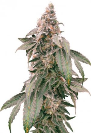 mimosa shot.jpg mimosa shot.jpg