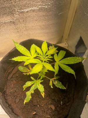 IMG_8791.jpeg IMG_8791.jpeg