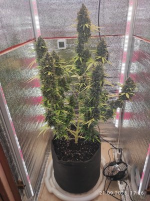 IMG_20230921_172646.jpg IMG_20230921_172646.jpg