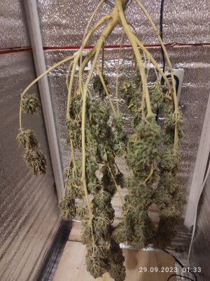 IMG_20230929_013352.jpg IMG_20230929_013352.jpg