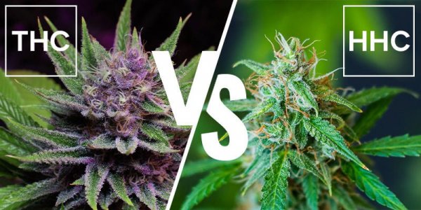 What-is-the-difference-between-HHC-and-THC.jpg What-is-the-difference-between-HHC-and-THC.jpg