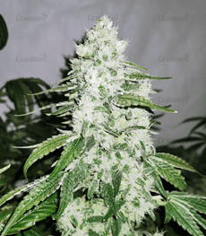 1642081280215.png 1642081280215.png